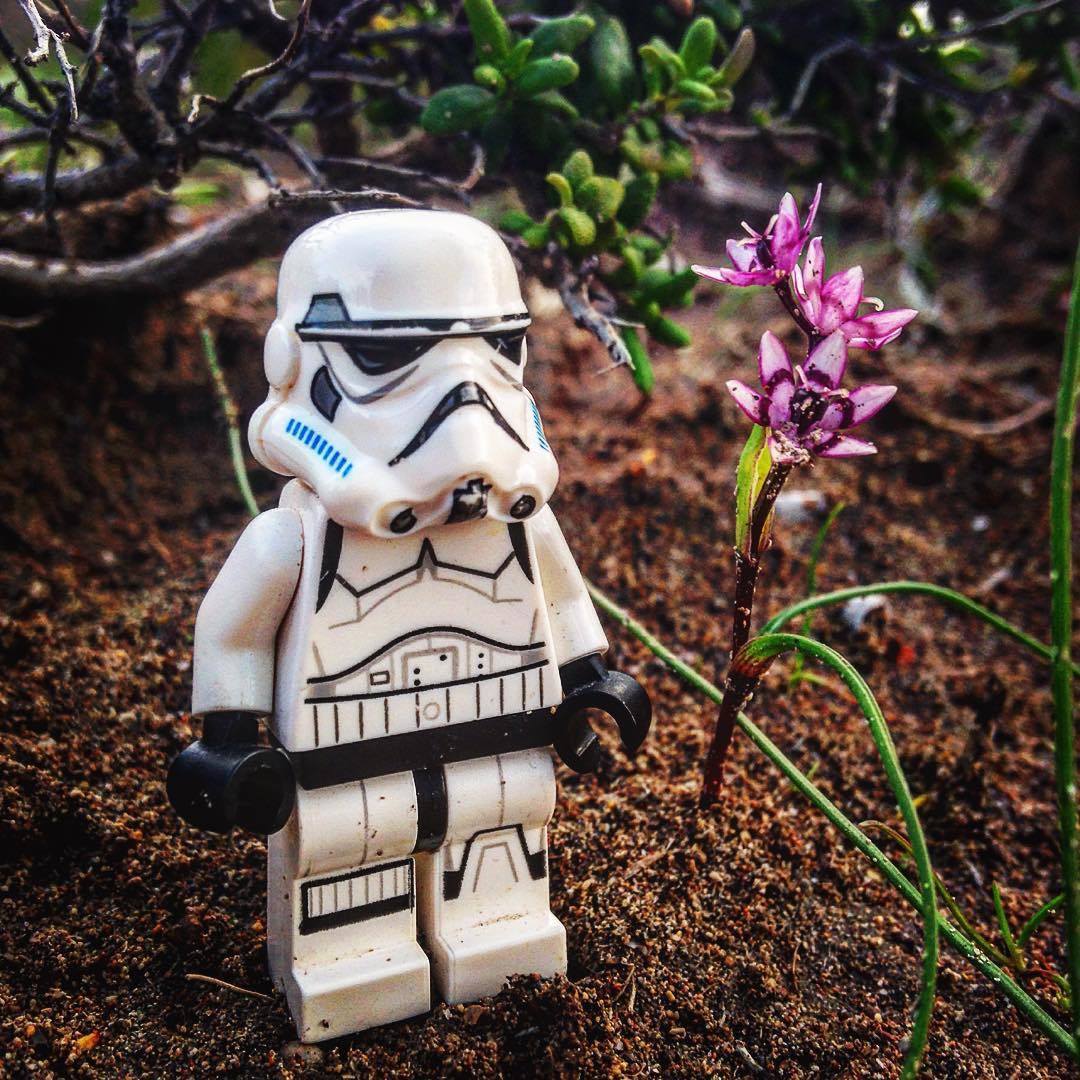 May the fourth be with you in nature