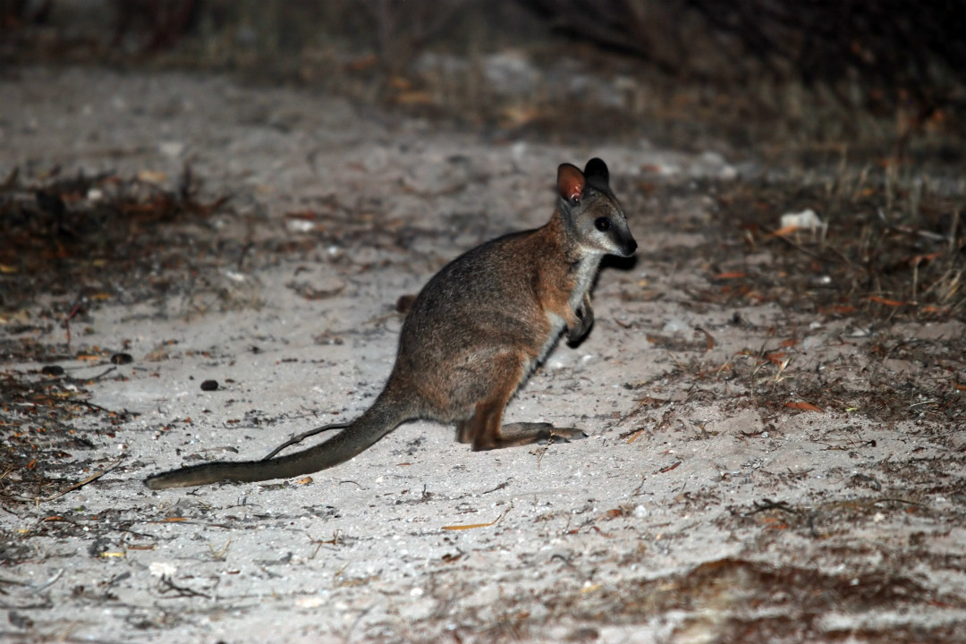 How to spend a day in SA’s Dhilba Guuranda-Innes National Park