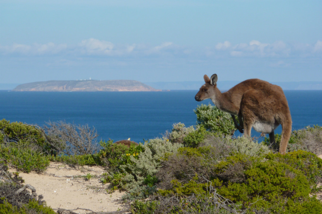 Ranger tips: Dhilba Guuranda-Innes National Park