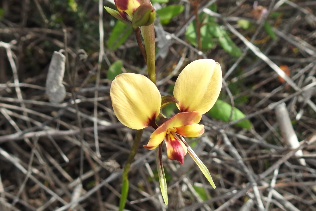 6 wildflowers you can see in Dhilba Guuranda-Innes National Park this spring