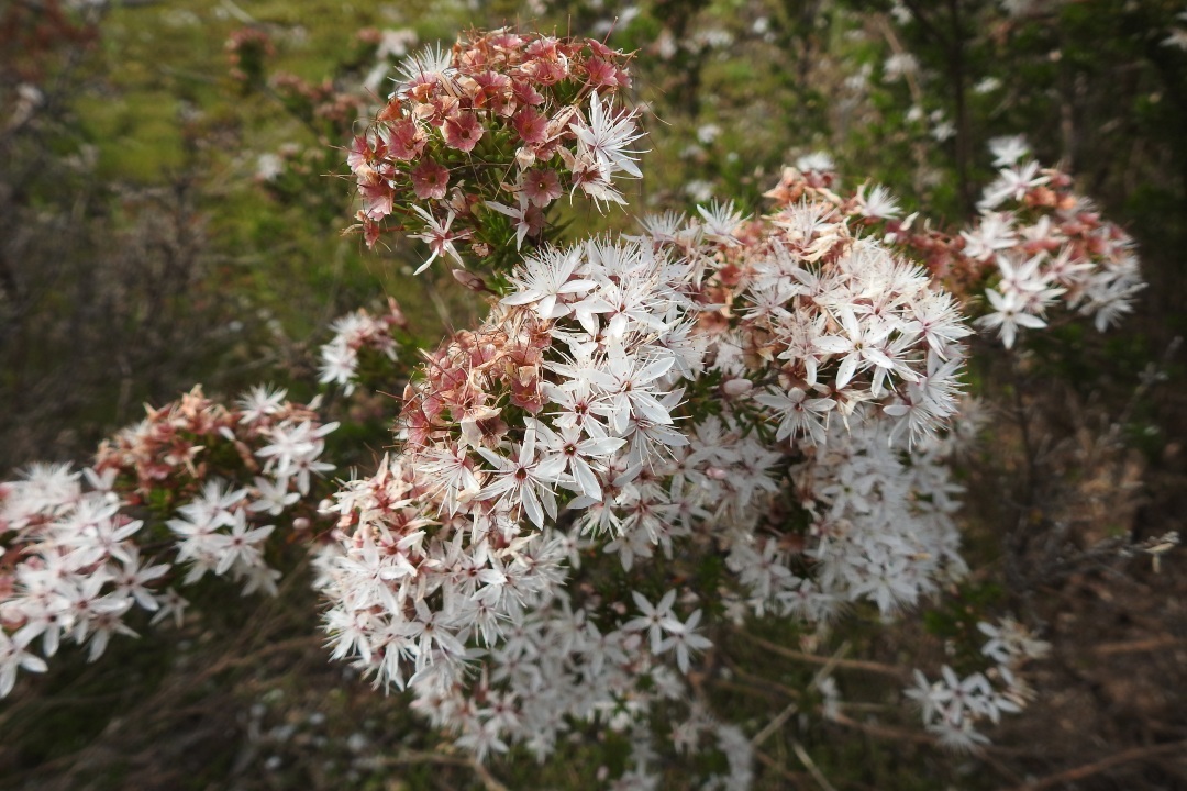 6 wildflowers you can see in Dhilba Guuranda-Innes National Park this spring