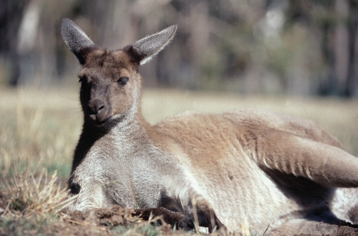 How to spend a day in South Australia’s Morialta and Black Hill Conservation Parks