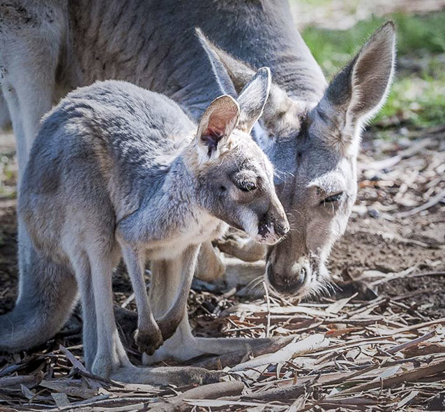 9 of the cutest baby animals