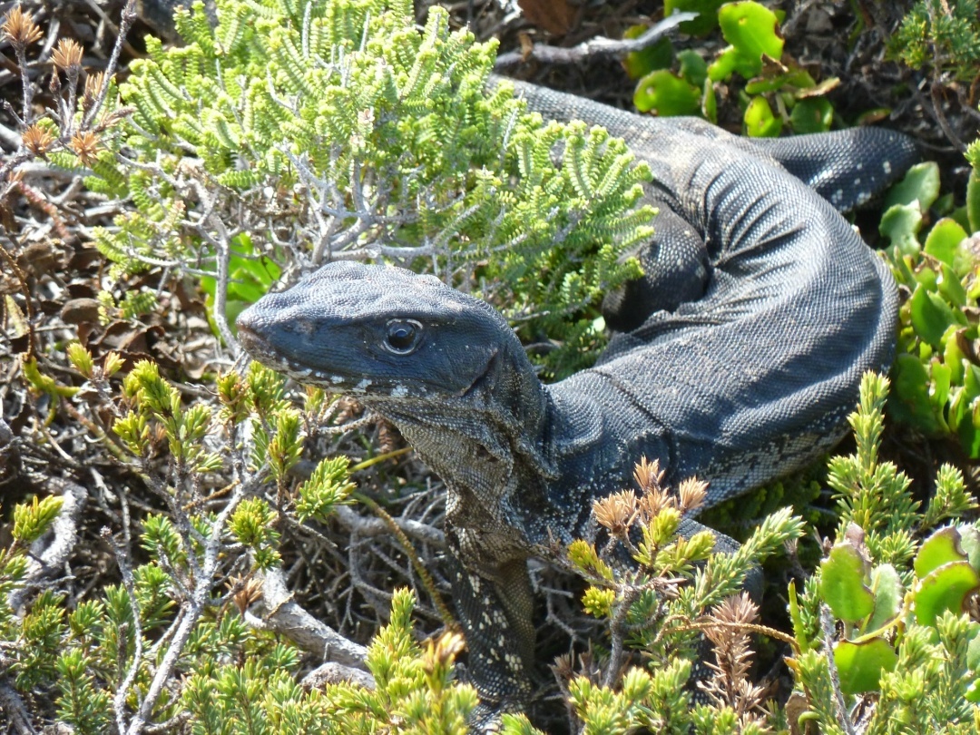 10 things you might see on the KI Wilderness Trail