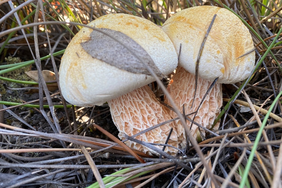 4 unique and rare fungi and flora species you can see on Kangaroo Island