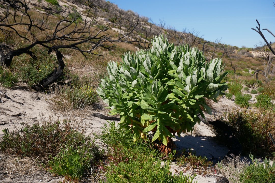 4 unique and rare fungi and flora species you can see on Kangaroo Island