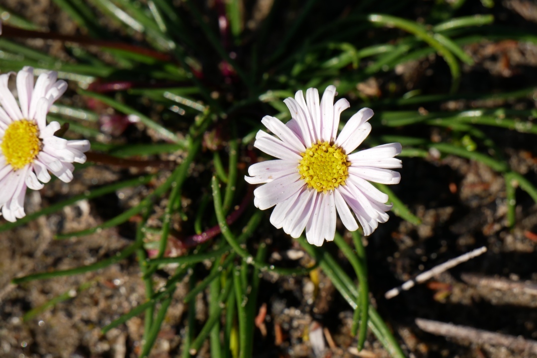 4 unique and rare fungi and flora species you can see on Kangaroo Island