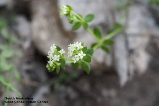 4 unique and rare fungi and flora species you can see on Kangaroo Island