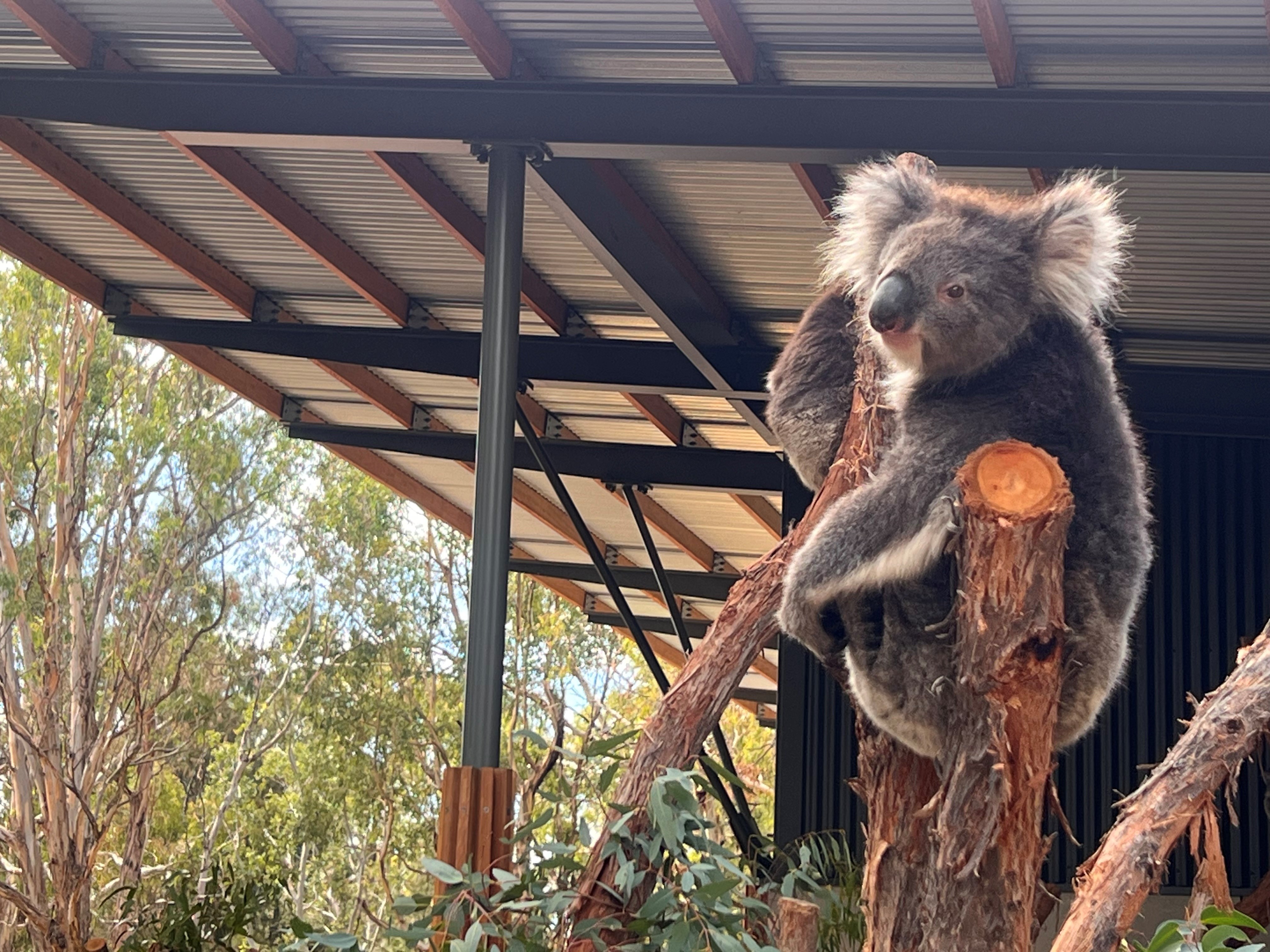 Cleland Wildlife Park