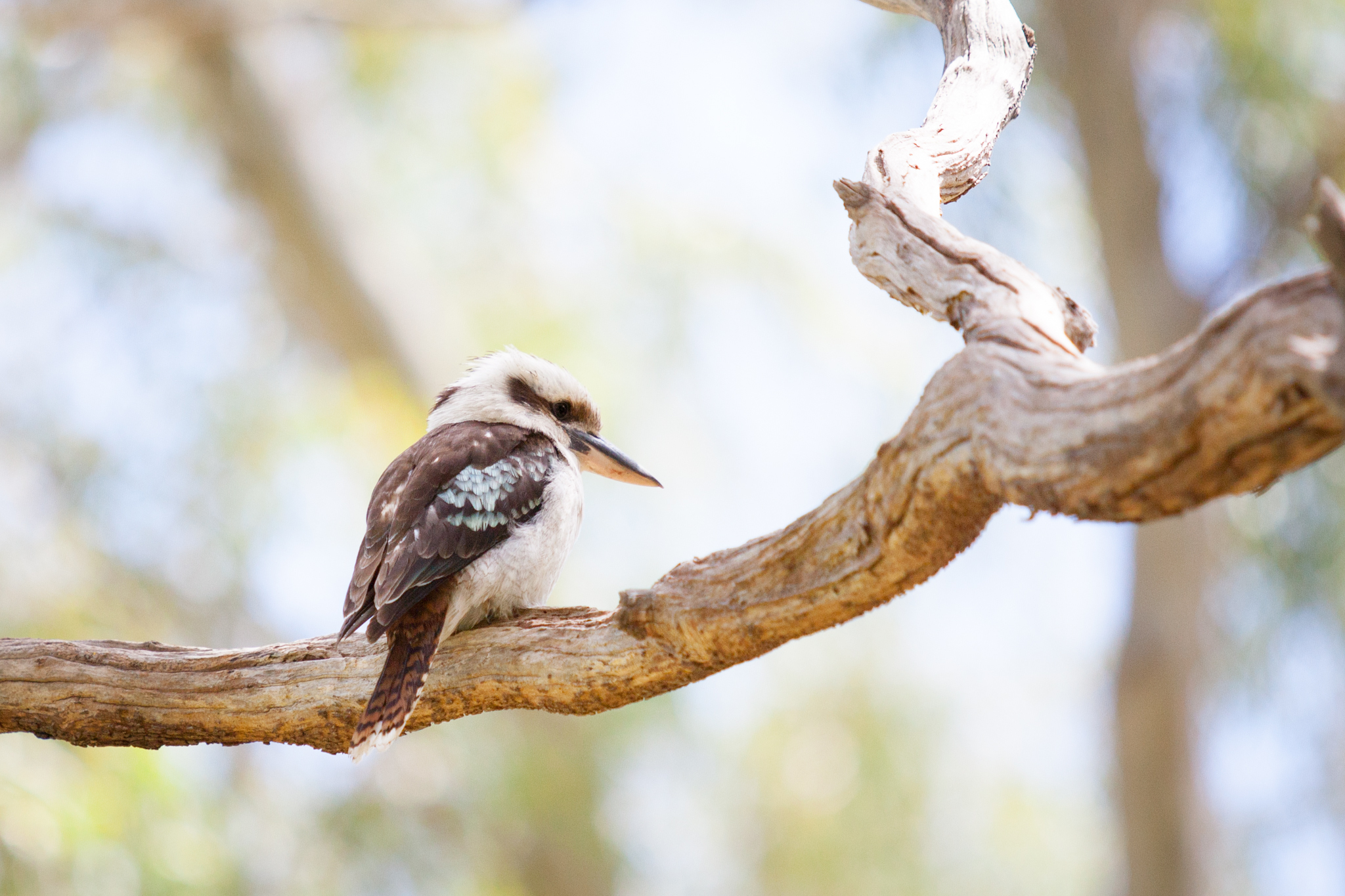 5 hidden treasures at Morialta Conservation Park