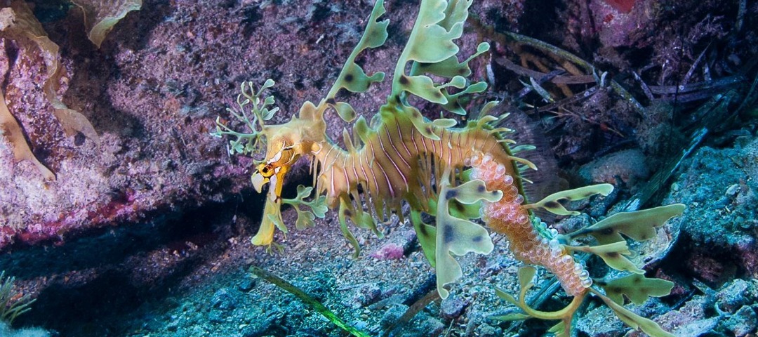 Celebrate South Australia’s marine life for World Oceans Day