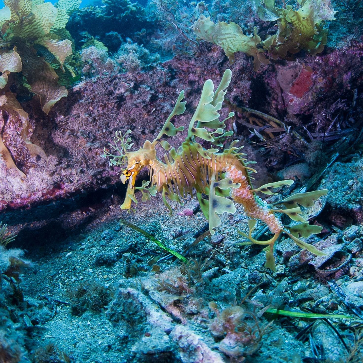 Discover the quirky side of South Australia’s marine life