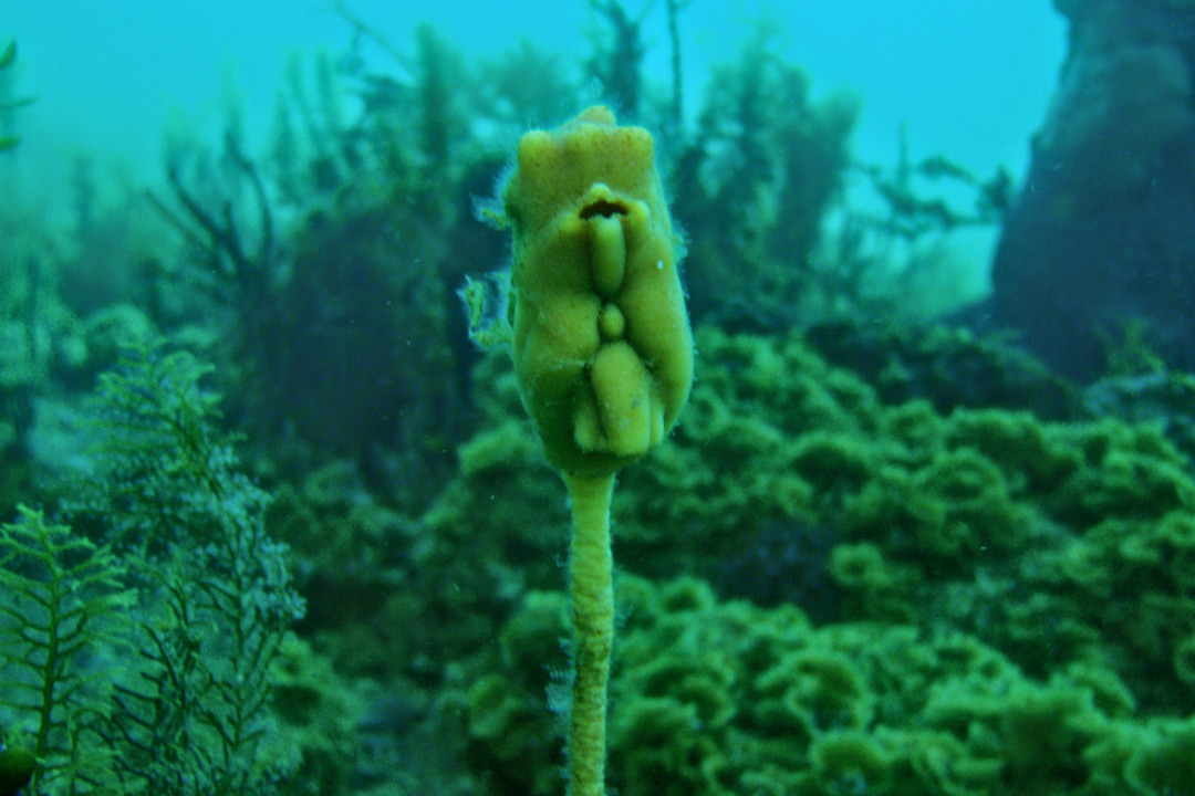 Sea tulip underwater (image courtesy of S.Reynolds)