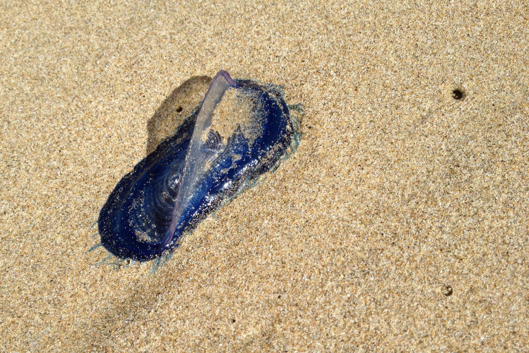 5 mistaken marine identities you might find along South Australia’s beaches