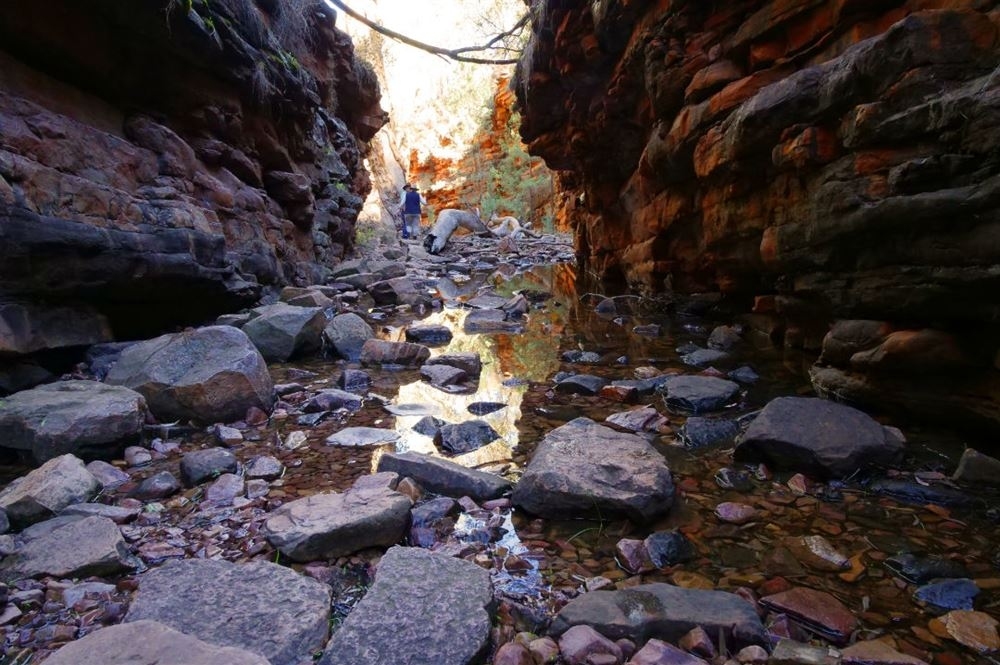 Take a walk in Mount Remarkable National Park: The Narrows Hike in Alligator Gorge