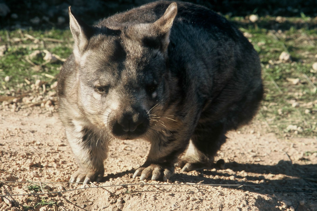 6 places to visit in and around Mount Lofty Summit