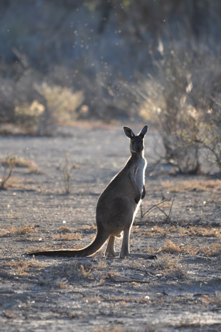 How to spend a day in Murray River National Park