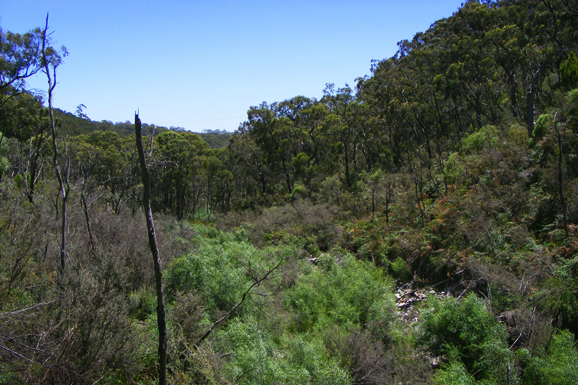 5 treasures in South Australia's Cleland National Park