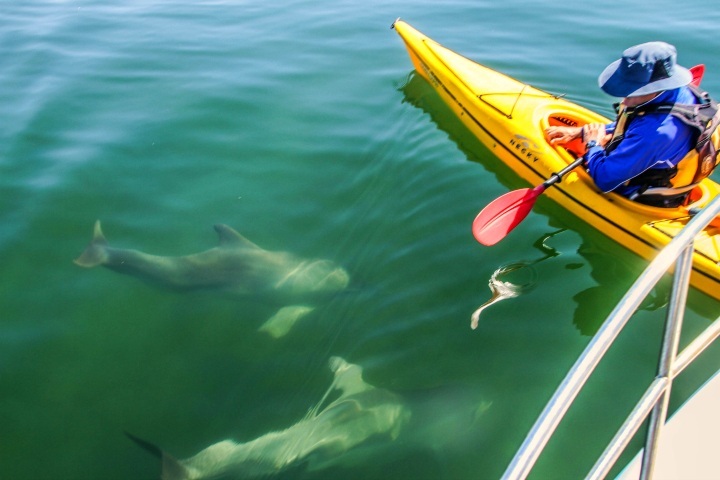 Discover the quirky side of South Australia’s marine life