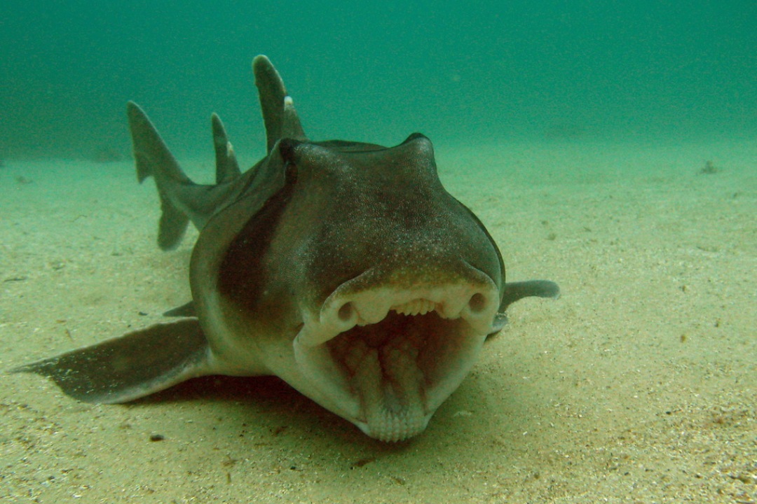 Where to see Port Jackson sharks in South Australian waters