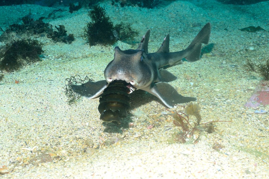 Where to see Port Jackson sharks in South Australian waters