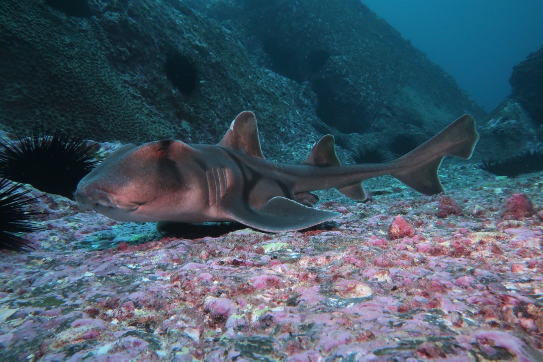 Where to see Port Jackson sharks in South Australian waters