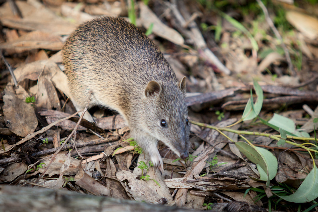 Ranger tips: Belair National Park