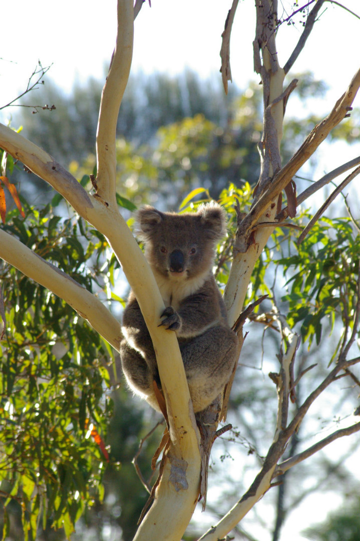 Ranger tips: Flinders Chase National Park