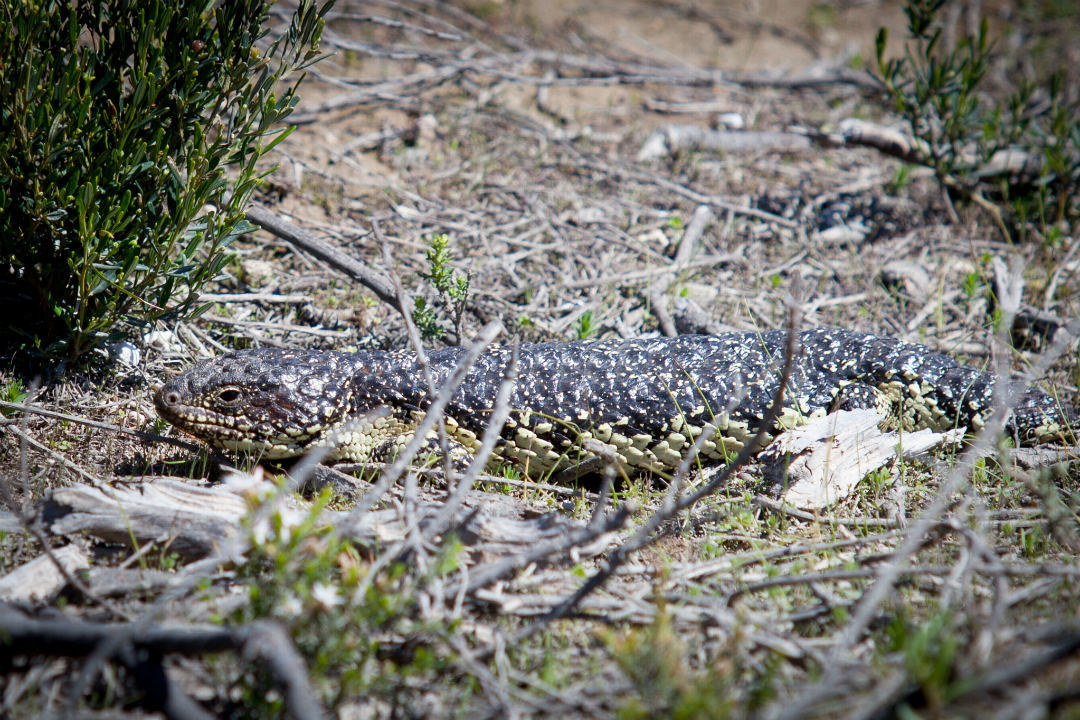 Ranger tips: Hallett Cove Conservation Park