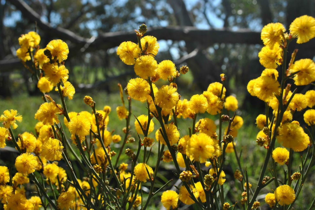 Ranger tips: Ikara-Flinders Ranges National Park