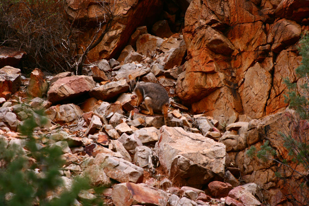 Bunyeroo Gorge harbours wildlife including the yellow-footed rock wallaby.