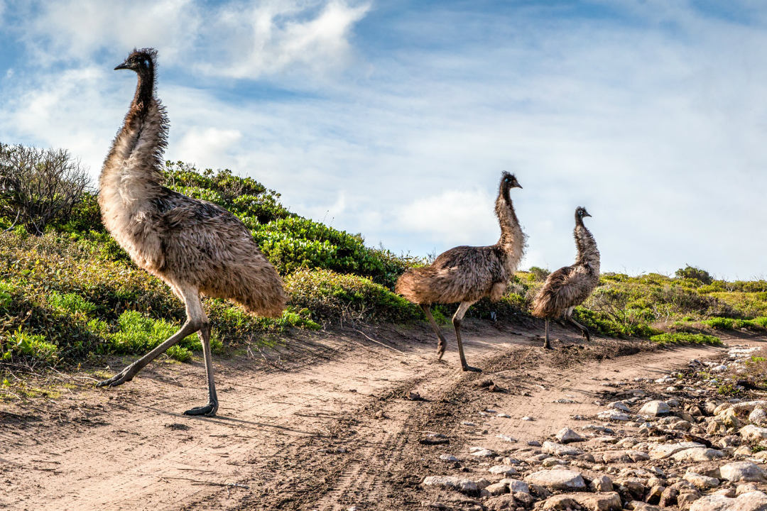 Ranger tips: Lincoln National Park