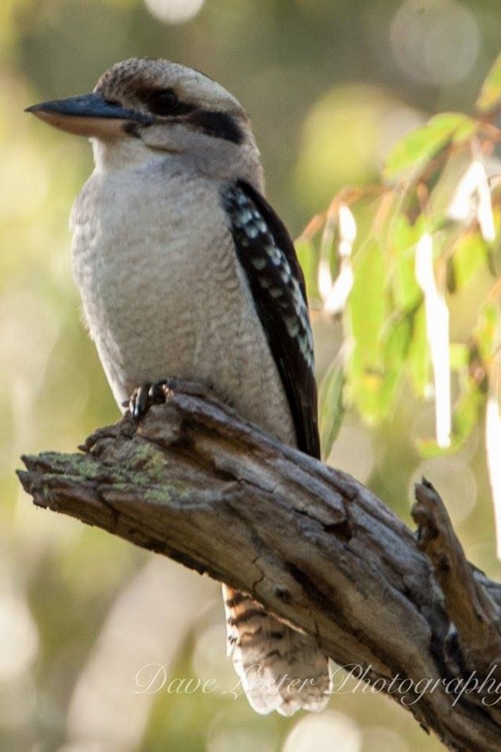 Ranger tips: Morialta and Black Hill conservation parks