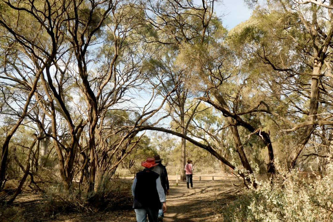 Ranger tips: Murray River National Park