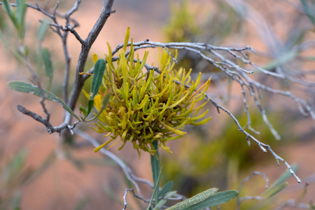 Ranger tips: Murray River National Park