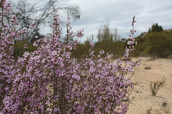 Ranger Tips – Ngarkat Conservation Park