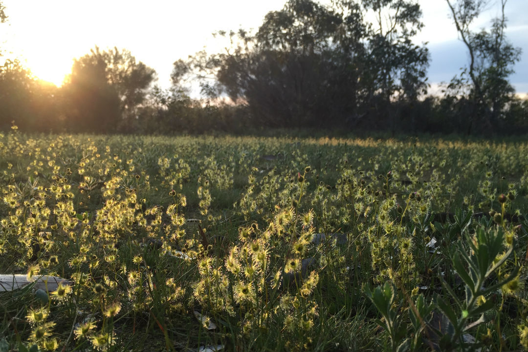 Ranger tips: Para Wirra Conservation Park