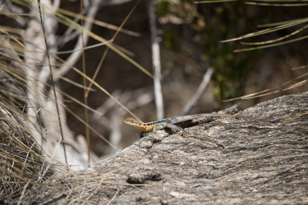 Ranger tips: Para Wirra Conservation Park