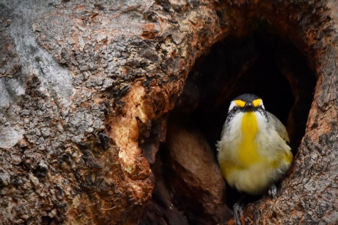 Ranger tips: Sturt Gorge Recreation Park