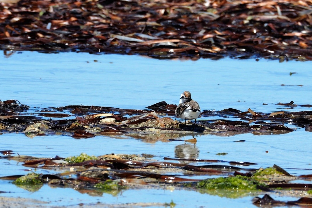 Ranger tips: Adelaide International Bird Sanctuary and Adelaide Dolphin Sanctuary