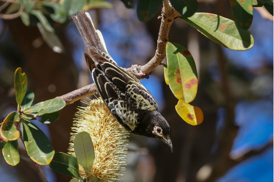 Your guide to Cleland’s exclusive bird tour