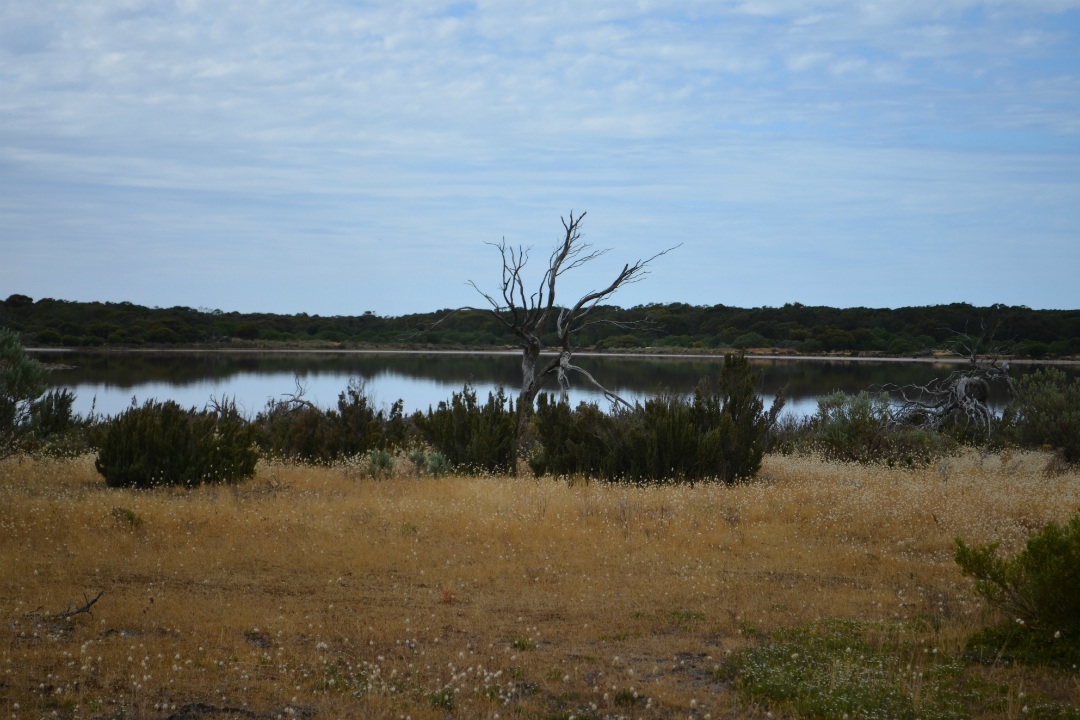 4 scenic River Murray walks you can take in South Australia