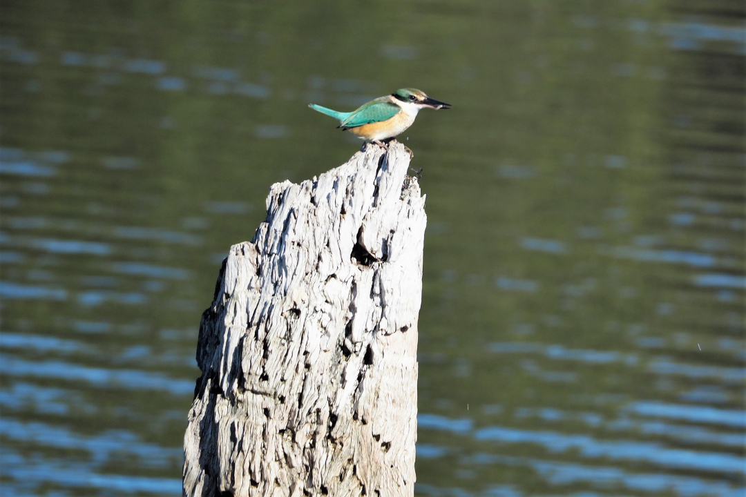 Ranger tips: Adelaide International Bird Sanctuary and Adelaide Dolphin Sanctuary