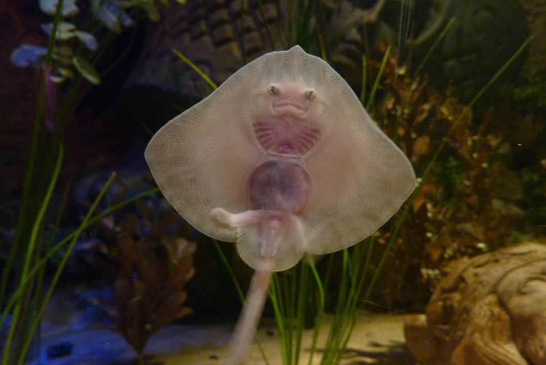 Everything you need to know about rays in South Australia