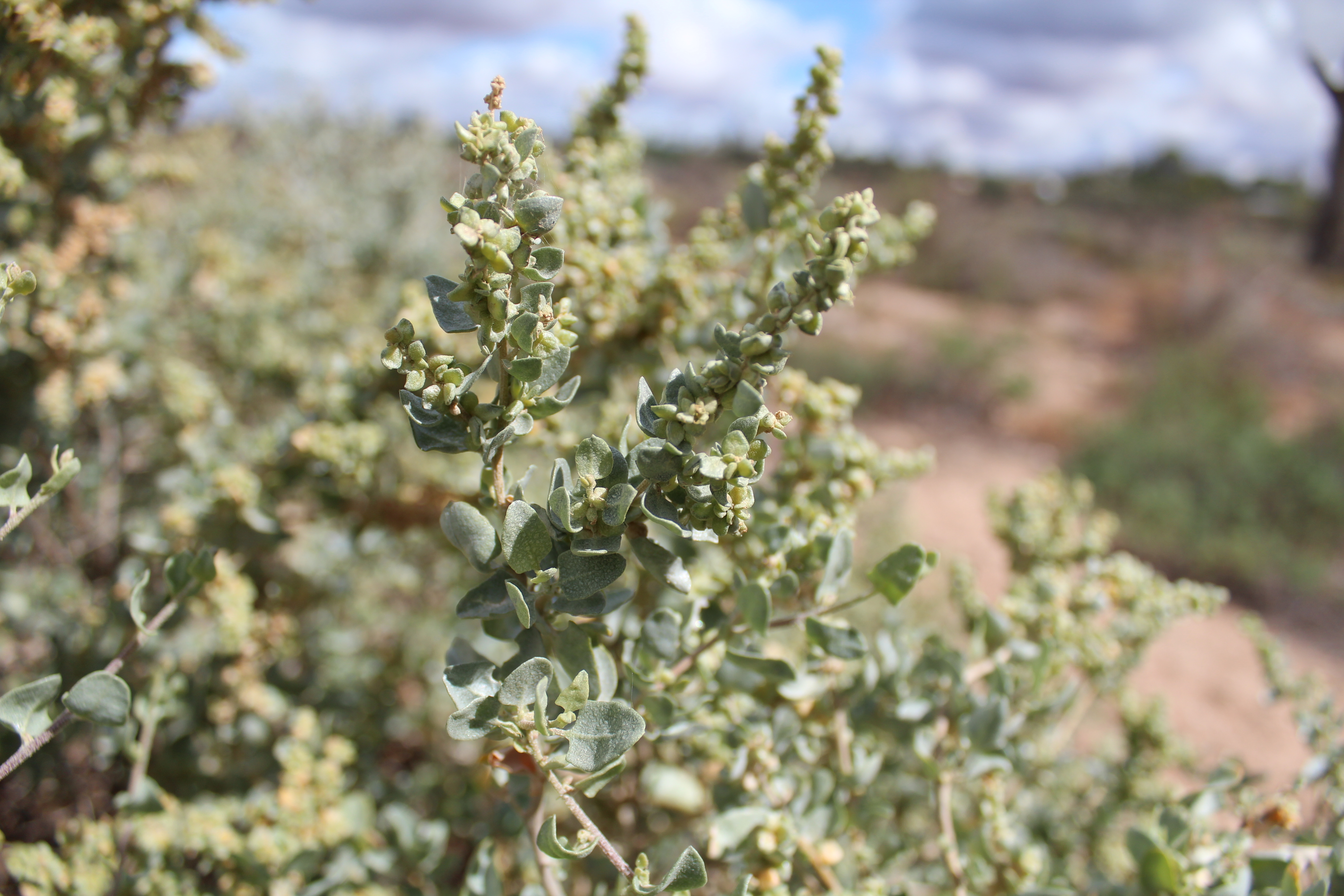 5 treasures in Murray River National Park