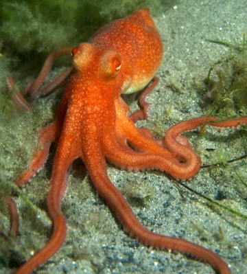 Discover the quirky side of South Australia’s marine life