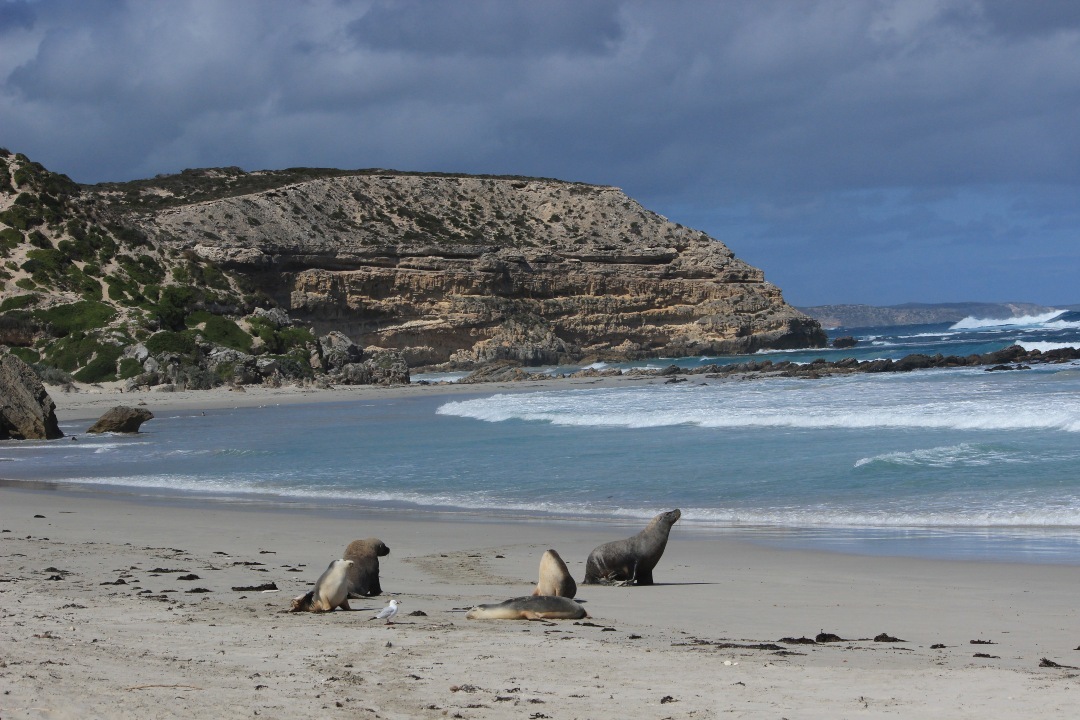 7 things to do in South Australia’s regional national parks these school holidays