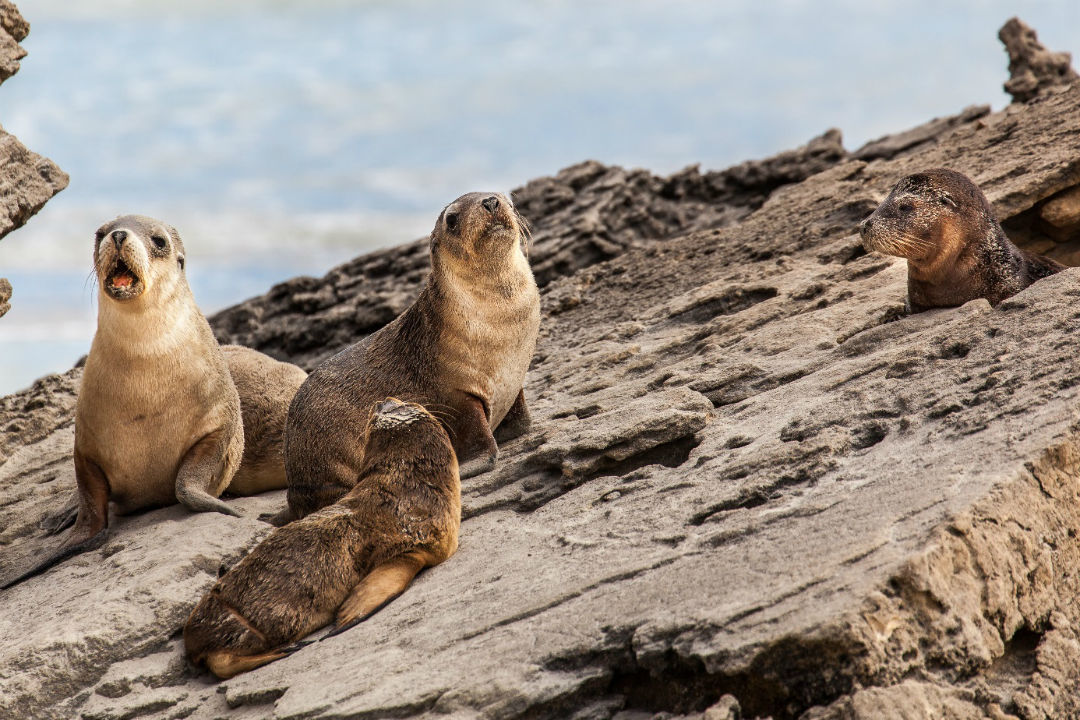 5 things you didn’t know about sea lions and their pups