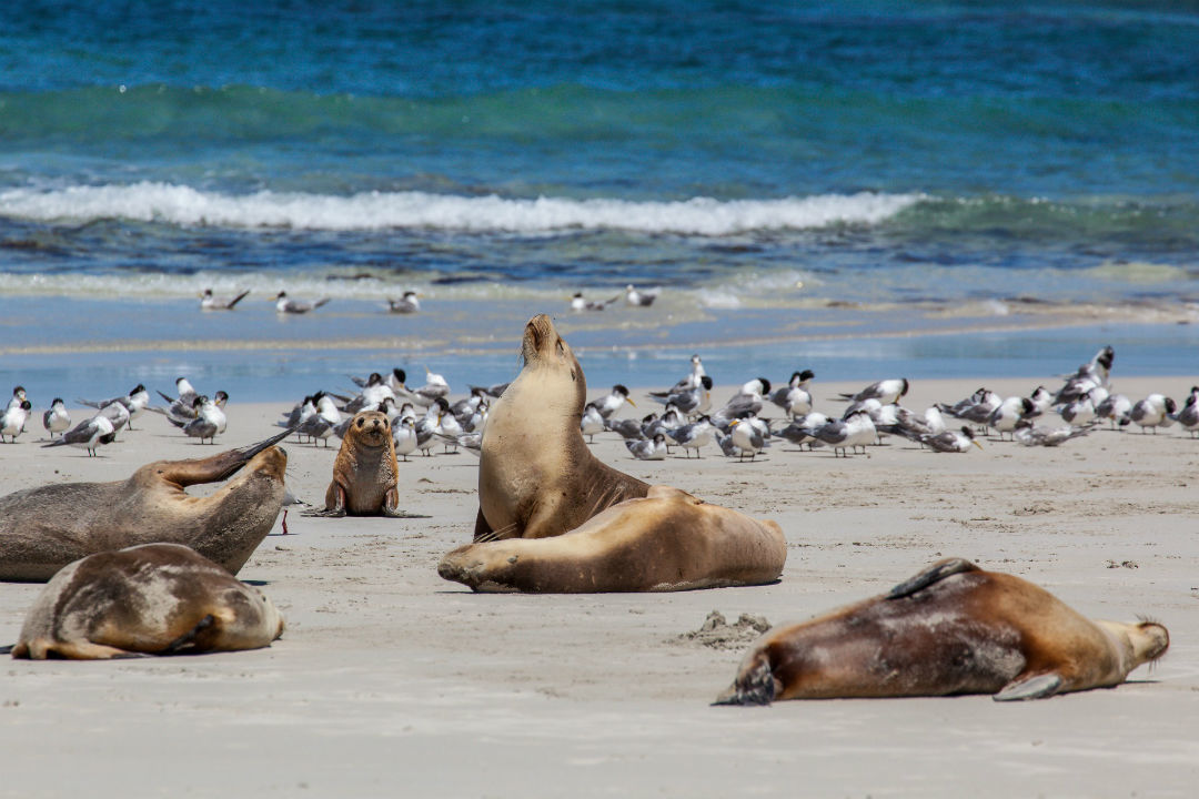 5 things you didn’t know about sea lions and their pups