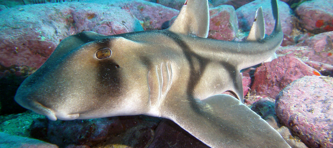 Celebrate South Australia’s marine life for World Oceans Day